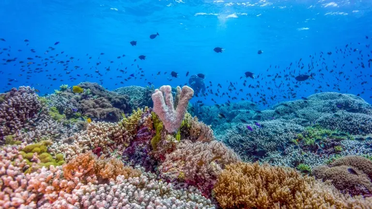 Corals in Tubbataha Reef, the Philippines