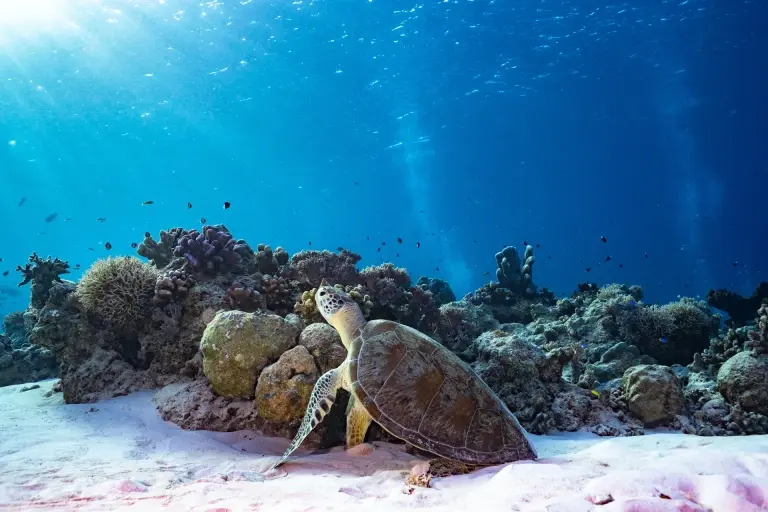 Green sea turtle in Tubbataha Reef, the Philippines