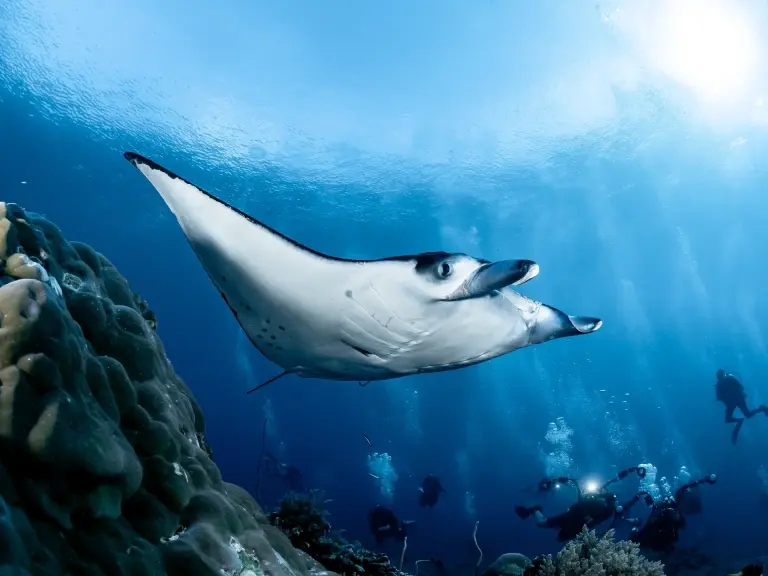 Manta ray & scuba diver in Tubbataha Reef, the Philippines