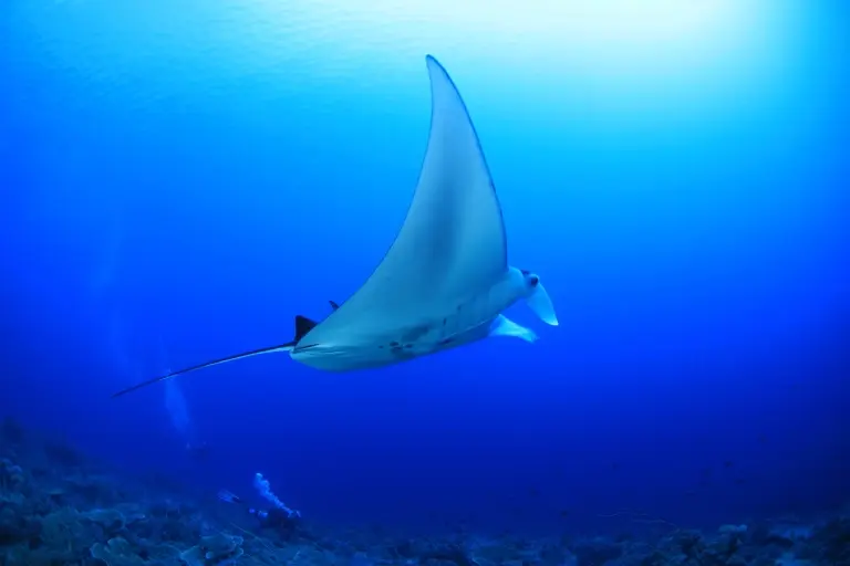 Manta ray & scuba diver in Tubbataha Reef, the Philippines
