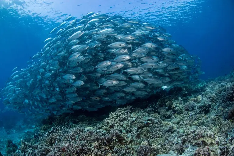 Schooling jacks in Tubbataha Reef, the Philippines