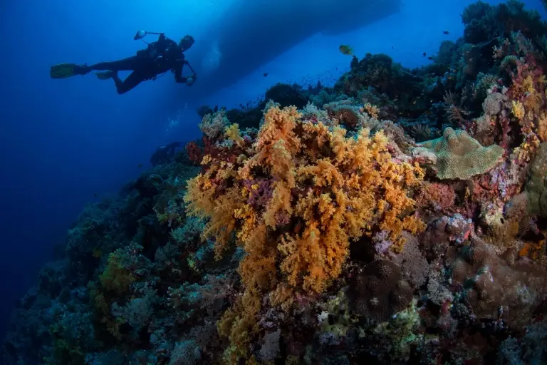 Soft coral & diver in Tubbataha Reef, the Philippines