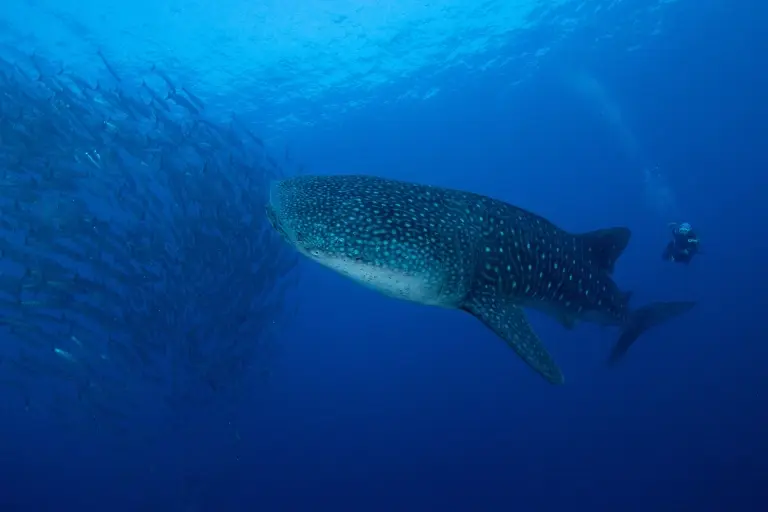 Whale shark & school of barracuda in Tubbataha Reef, the Philippines