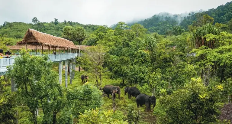 Asian elephants at Phuket Elephant Sanctuary, Thailand