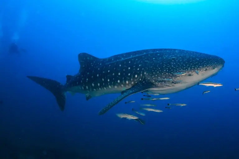 Whale shark at the Koh Bon dive site in the Similan Islands, Thailand