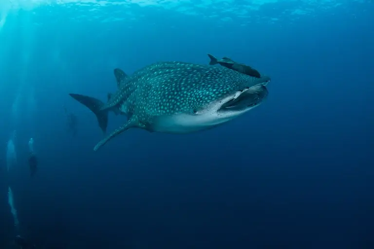 Whale shark at the Koh Tachai dive site in the Similan Islands, Thailand