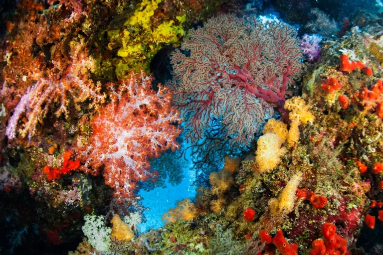 Soft corals in the Similan Islands, Thailand