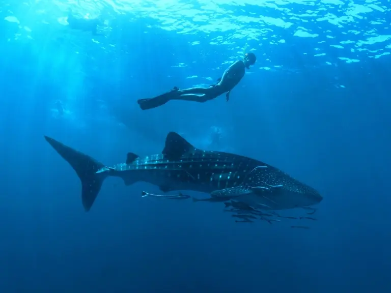 Whale shark & diver in the Similan Islands, Thailand