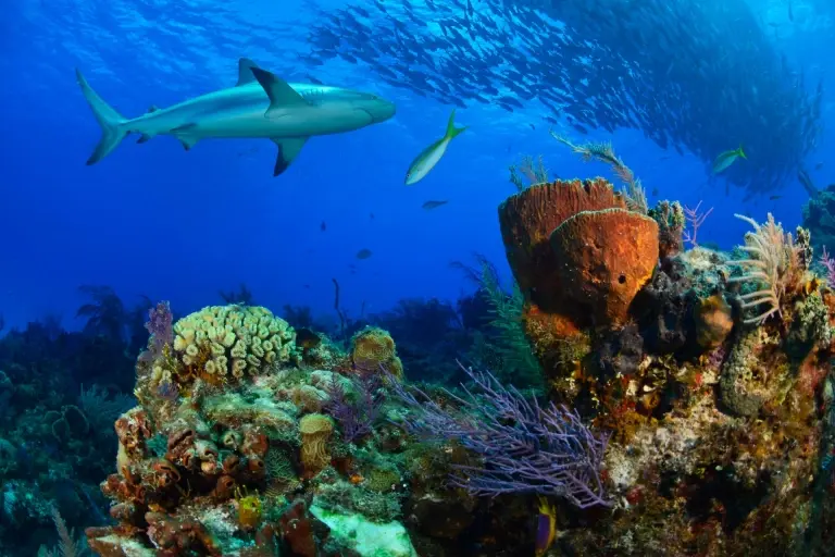 Black tip reef shark in the Bahamas, Caribbean.