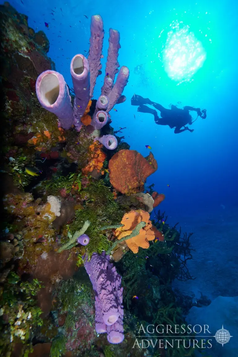 Image of purple tube sponge with a diver in the background, in the Bahamas.