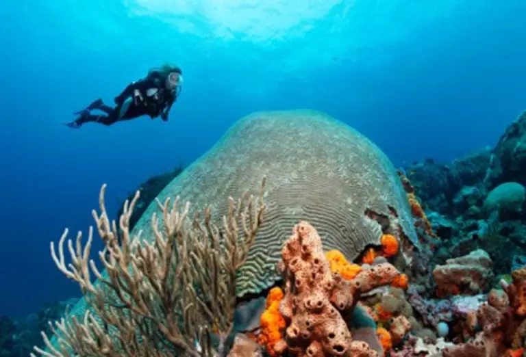 Brain coral in Speyside, Tobago