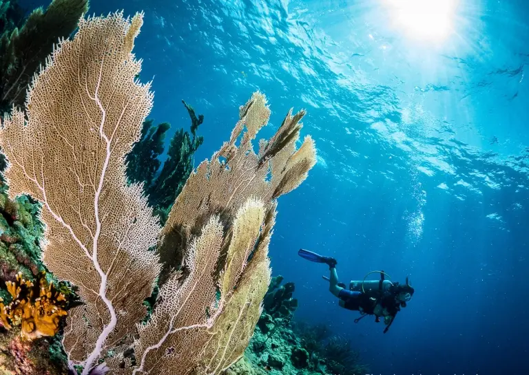 Coral reef & diver in Speyside, Tobago