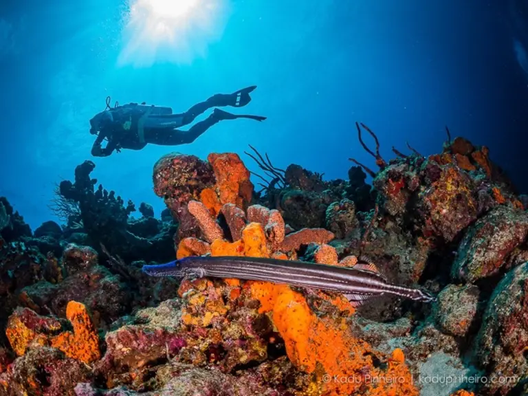 Coral reef & diver in Speyside, Tobago