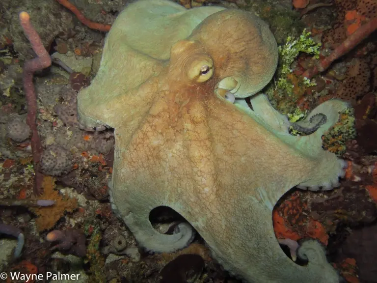 Octopus in Speyside, Tobago