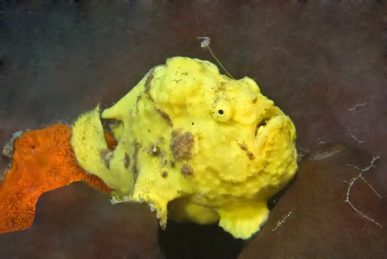 Frogfish in St Kitts, the Caribbean