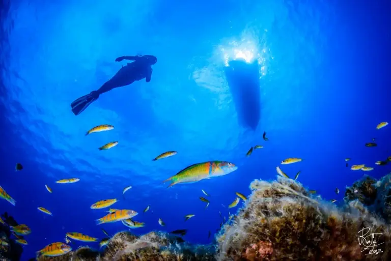 Diver exploring a reef around Santa Maria, the Azores