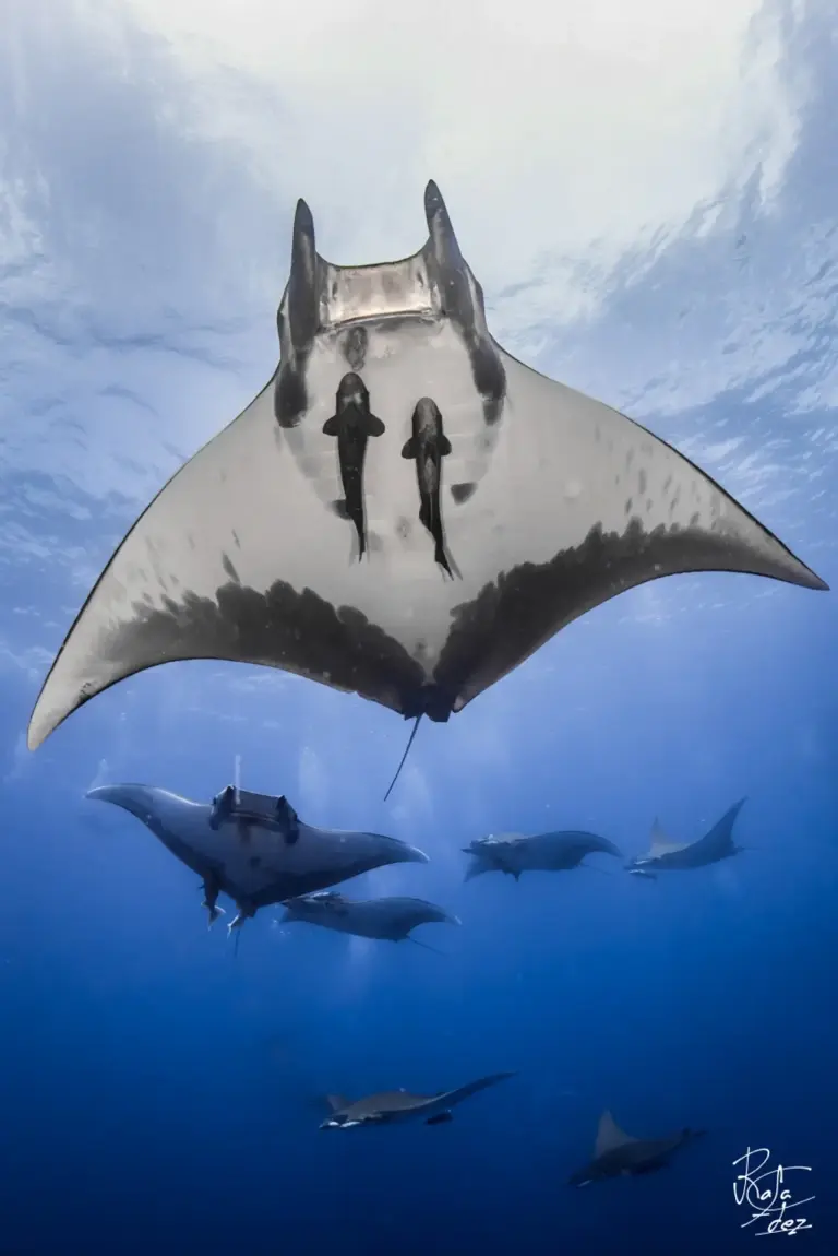 Mobula rays in the Azores