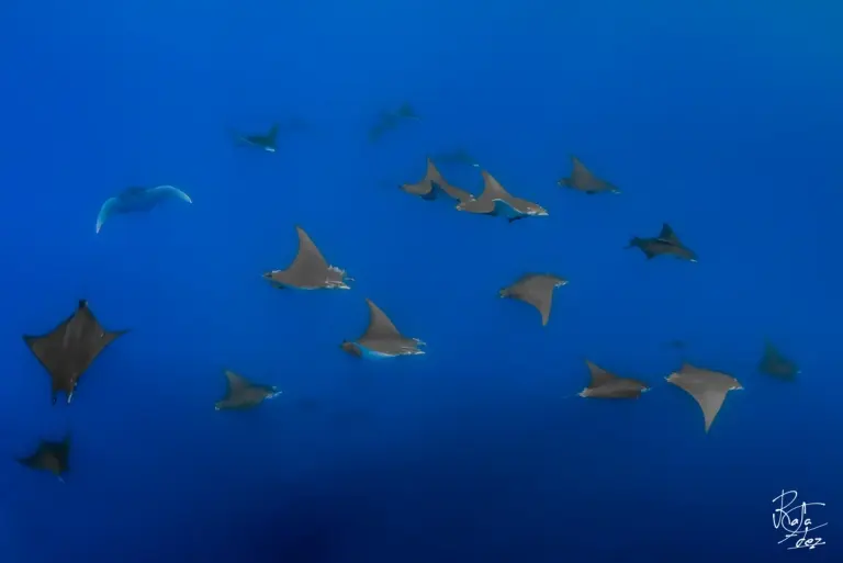 Mobular rays in the waters surrounding Santa Maria, Azores