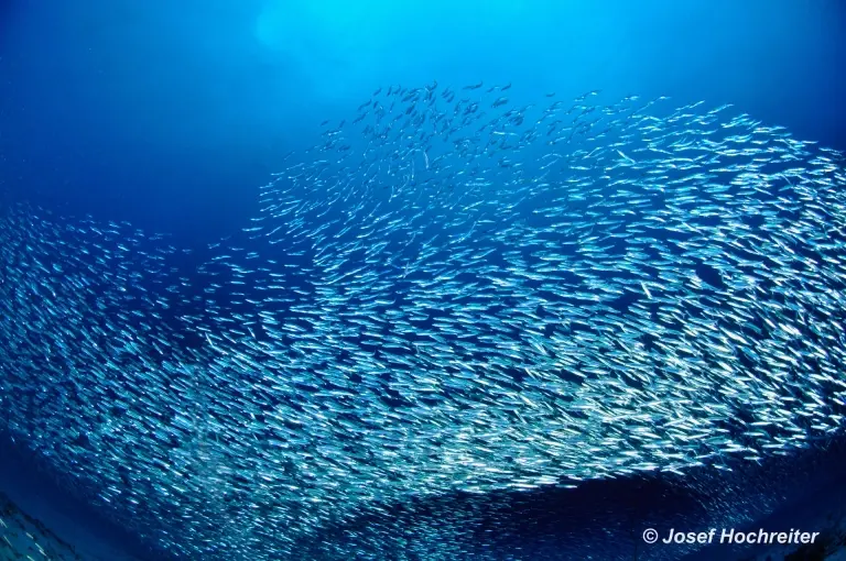 Baitball, Amba Liveaboard, Maldives