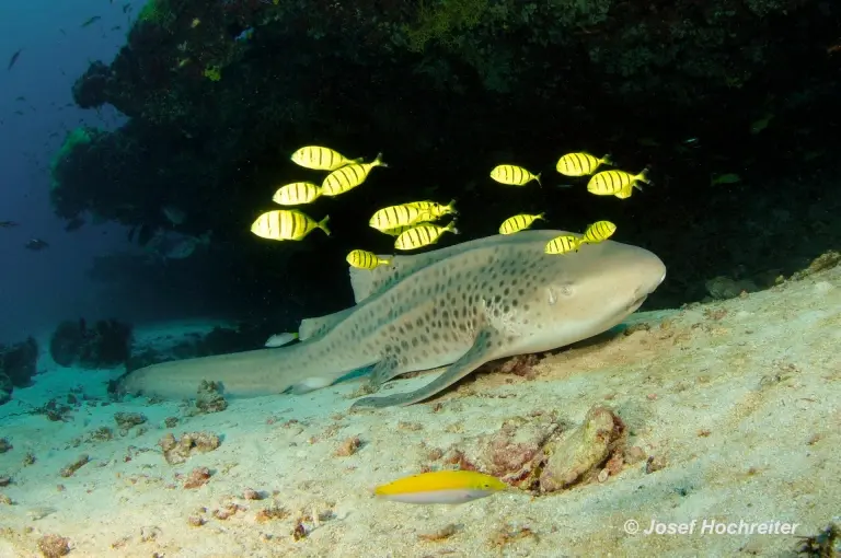 Leopard shark, Amba Liveaboard, Maldives