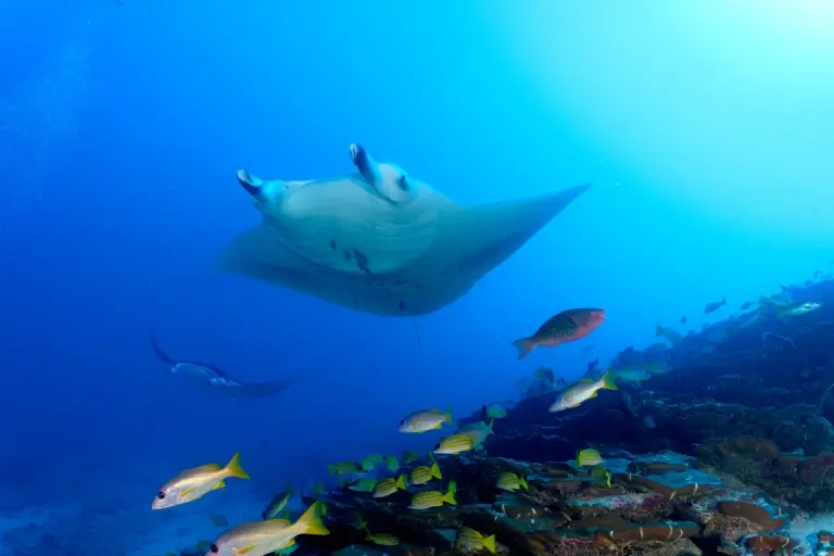 Manta ray in the Maldives