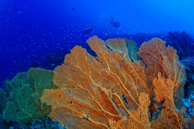 Sea fan in the Maldives
