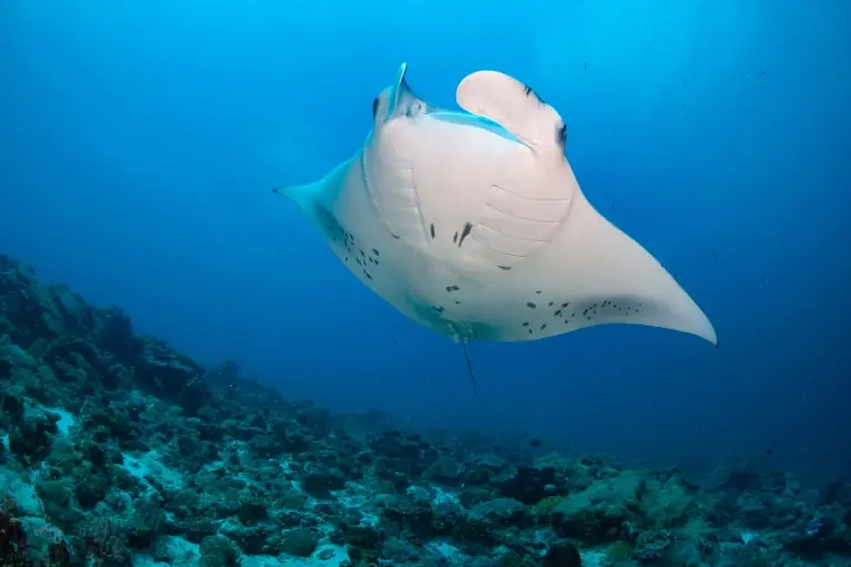 Manta ray, Emperor Explorer, Maldives