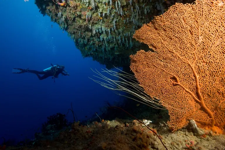 Reef, Emperor Explorer, Maldives