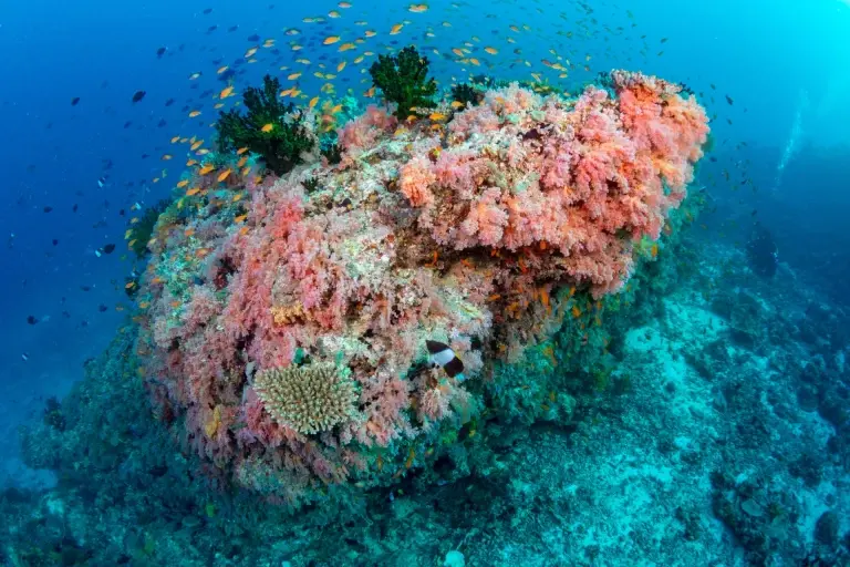 Reef, Emperor Explorer, Maldives