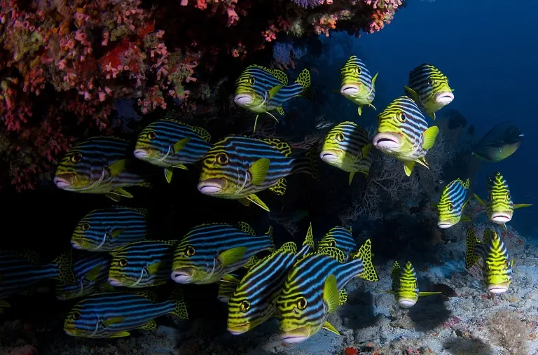 Oriental sweetlips, Emperor Voyager, Maldives