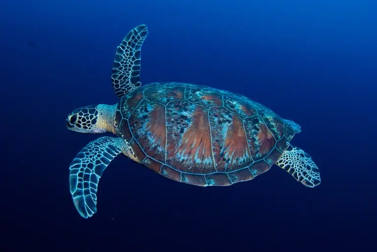 Turtle, Emperor Voyager, Maldives