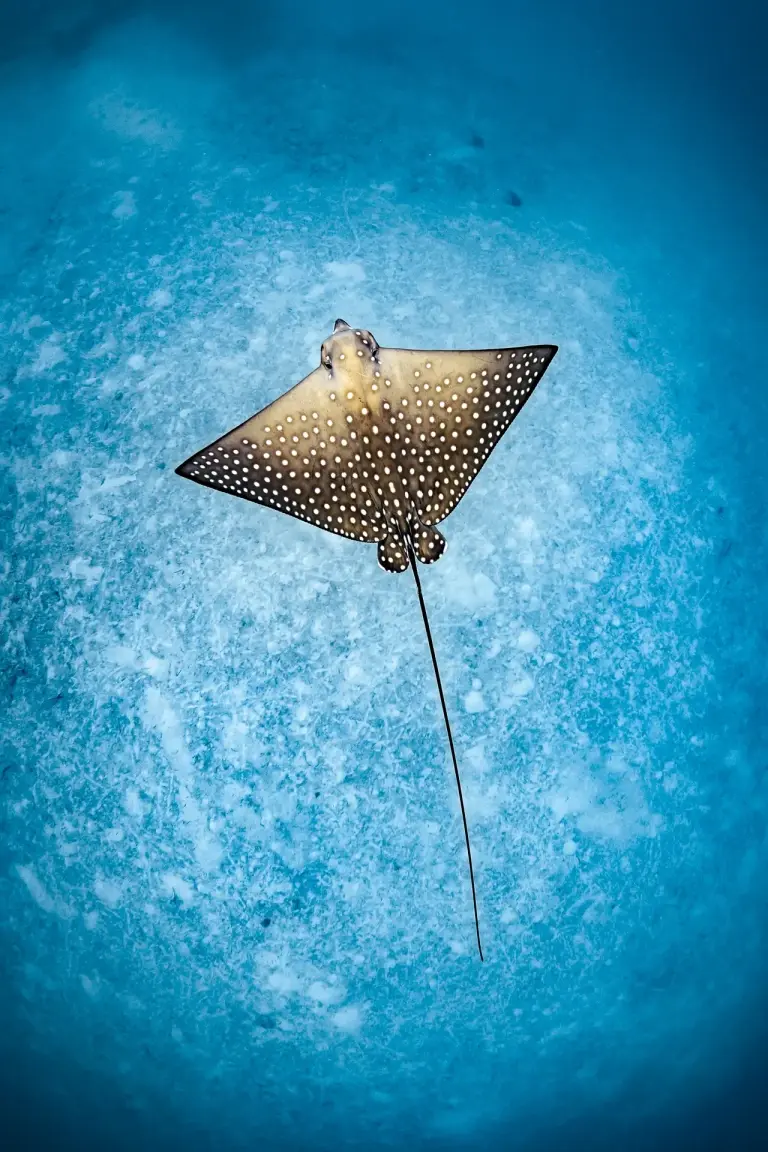 Spotted eagle ray, Le Meridien Maldives Resort & Spa, Maldives.