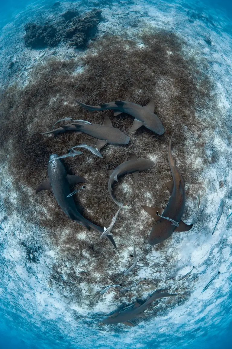 Nurse sharks on the house reef at Le Meridien Maldives Resort & Spa, Maldives.