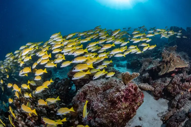 Schooling yellow snapper, Le Meridien Maldives Resort & Spa, Maldives.
