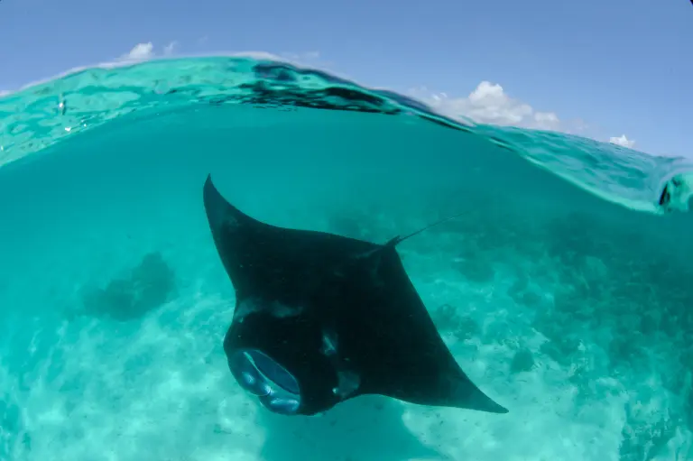 Reef manta, Maldives