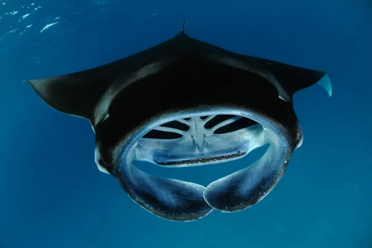 Reef manta underwater, Maldives