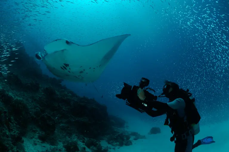 Reef manta and diver, Maldives