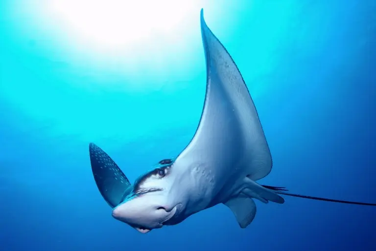 Eagle ray, Emperor Voyager, Maldives