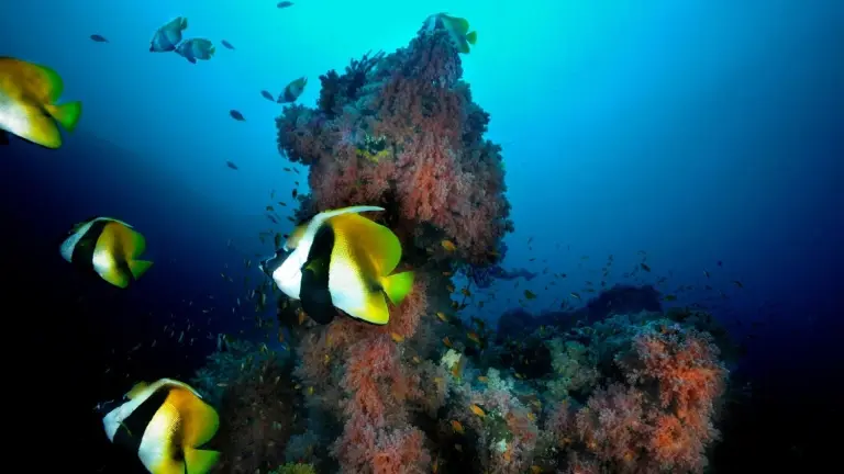 Emperor fish, Emperor Voyager, Maldives