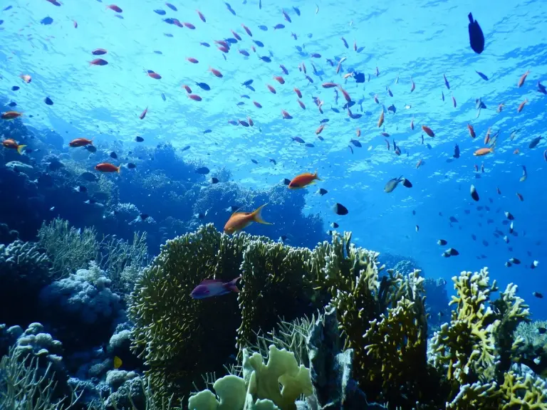 Yolanda reefs in Ras Mohamed, Red Sea