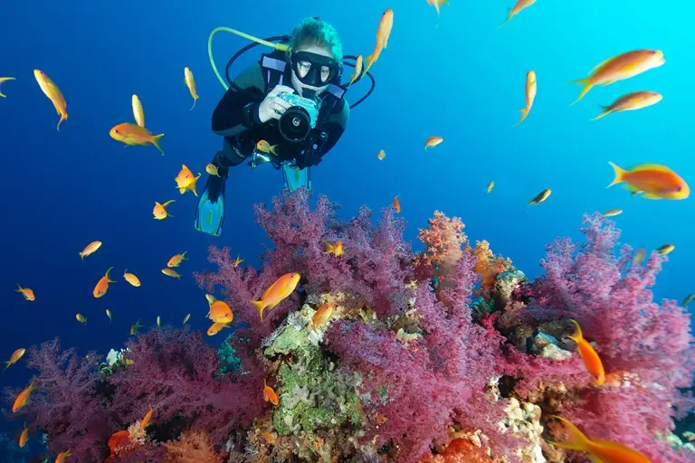 Diver & coral reef in Egypt