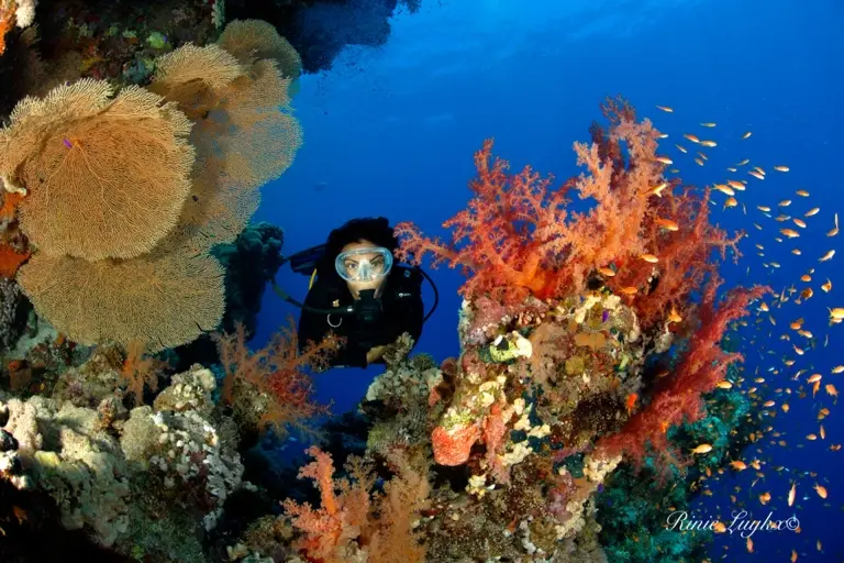 Diver & coral reef in Egypt