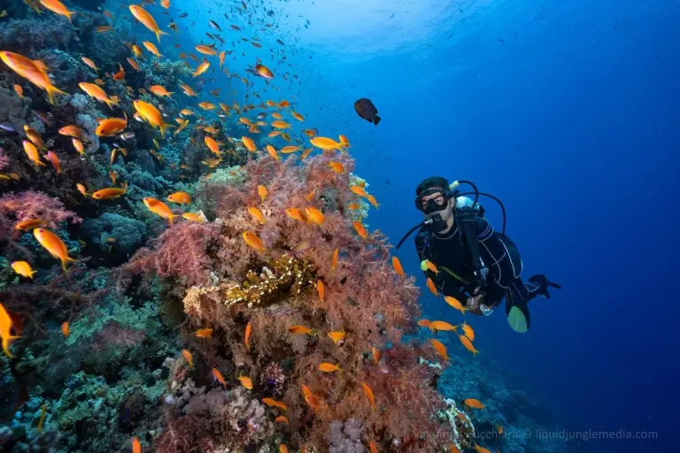 Coral reef & diver in the Strait of Tiran, Egypt