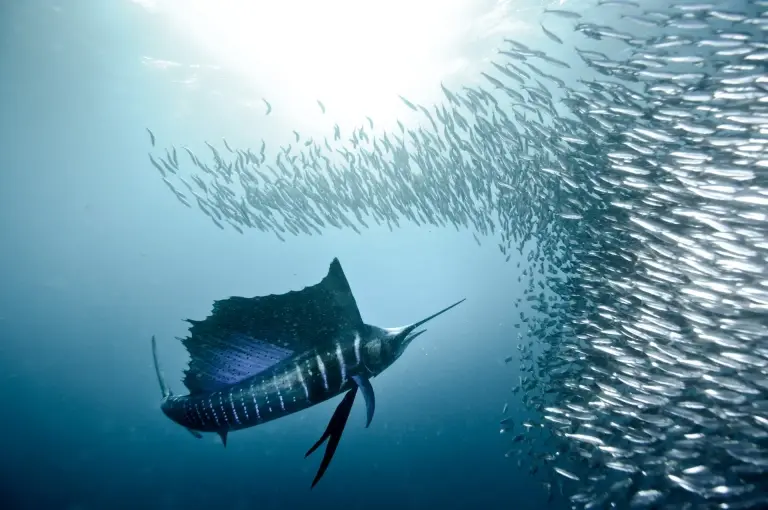 Sardines and sailfish in South Africa