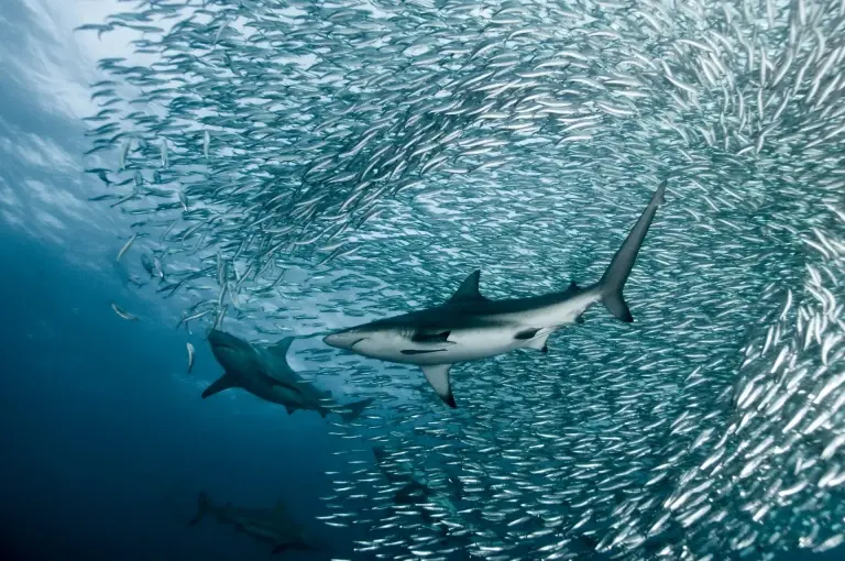 Sardines and sharks in South Africa