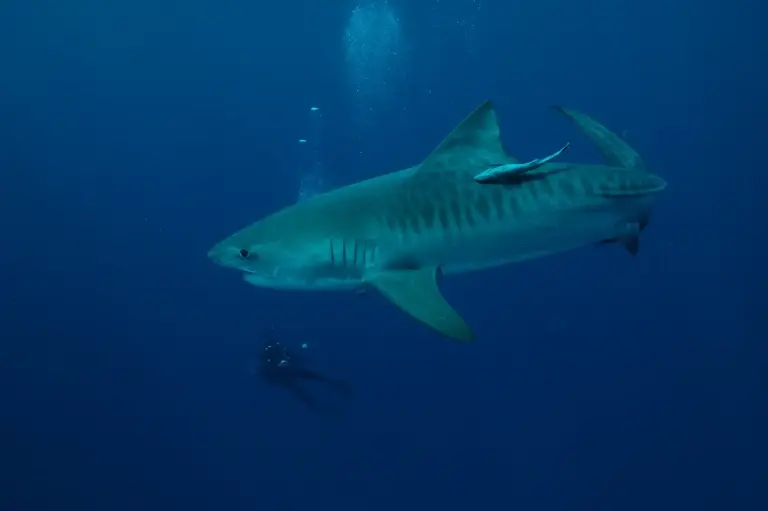 Tiger shark in South Africa