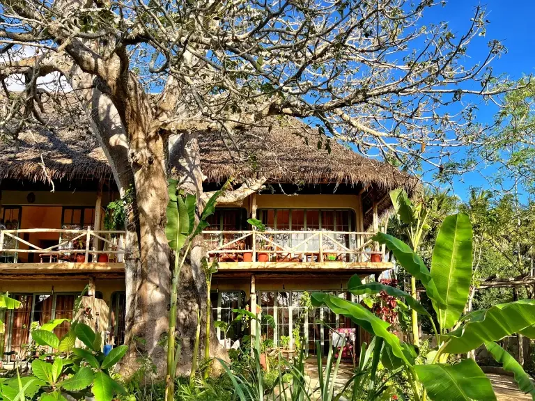 Baobab tree by Afro Divers Lodge, Pemba, Tanzania.