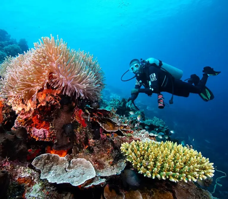 Diver exploring a reef in Pemba, Tanzania.