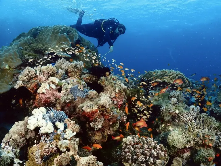 Diver exploring a reef in Pemba, Tanzania.