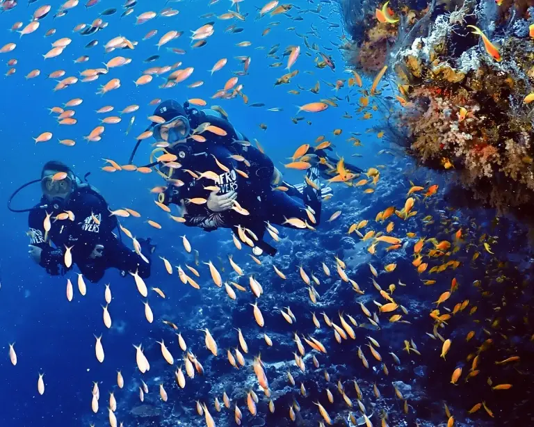 Divers by a shoal of fish in Pemba, Tanzania.